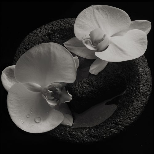 Corpse Flower (vinyl)